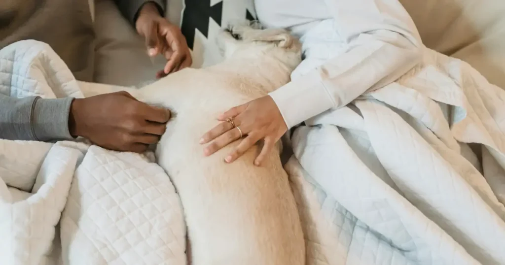 do dogs have nightmares