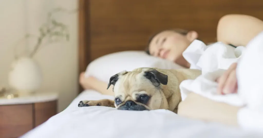 do dogs have nightmares